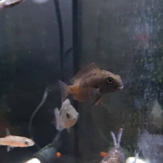 Tropheus Moorii FireFox
