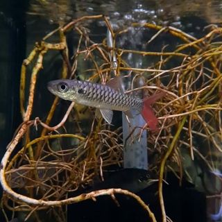 pink tail chalceus