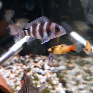Frontosa
