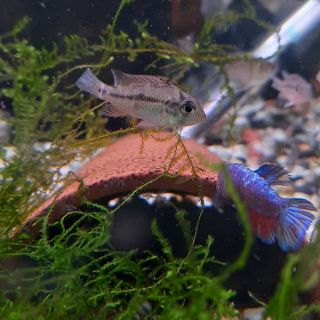 Geophagus brasiliensis