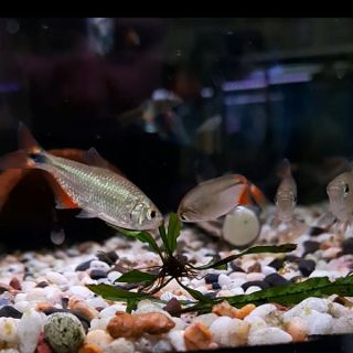 Buenos aires tetra
