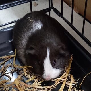 Guinea Pigs Care Sheet