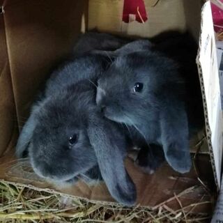 Rabbit Care Sheet