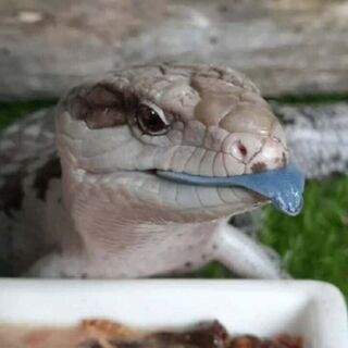 Blue Tongue Skinks Care Sheet