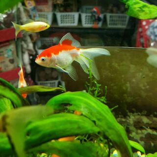 Goldfish Care Sheet