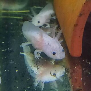 Axolotl Care Sheet