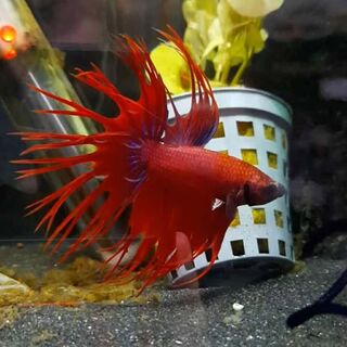 Introducing New Fish Care Sheet