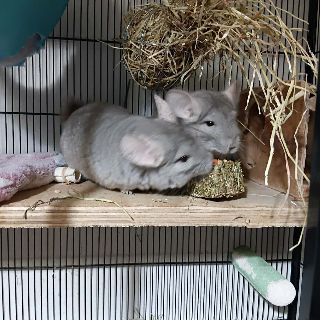 Chinchilla Care Sheet