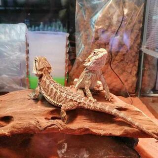 Bearded Dragons (Beardies) Care Sheet